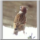 Passer montanus - Feldsperling 03.jpg